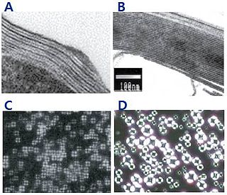 <span class="mw-page-title-main">Multi-lamellar emulsion</span>