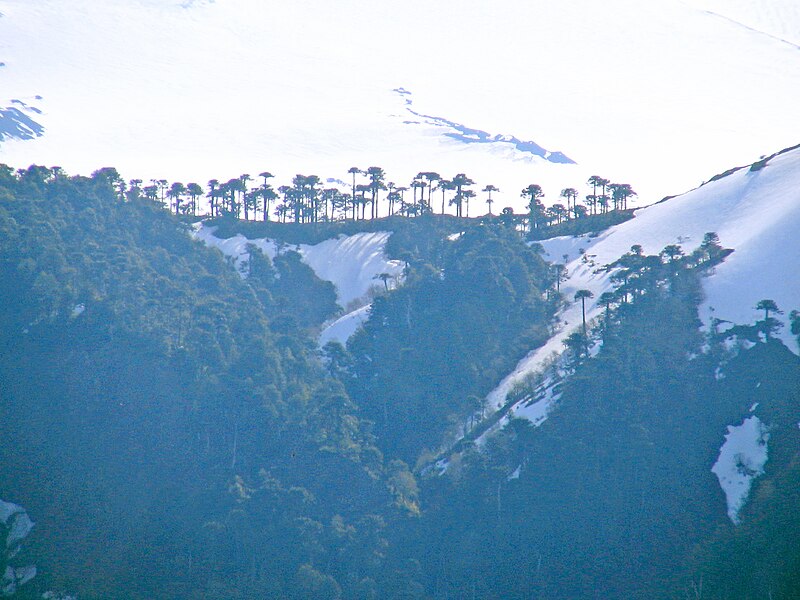 File:Monkey-Puzzle Tree on the slopes of Volcan Llaima.jpg