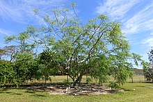 Moringa stenopetala - Fruit and Spice Park - Homestead, Florida - DSC08808.jpg