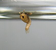 Tumbler (pupa) of a mosquito. Unlike most pupae, tumblers can swim around actively. Mosquito Pupa.jpg