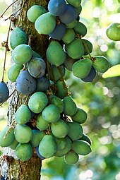 green fruits