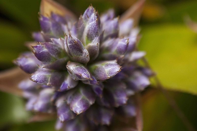 File:Multicolor bromeliad031713-8a (8586458199).jpg