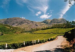 मुनार में चाय के उद्यान और पर्वत