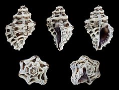 Murichorda fiscellum (Basket Drupe), shell