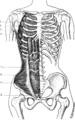 Fig. 116. — Muscles de la face antérieure du trone