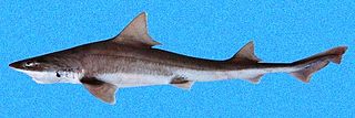 <span class="mw-page-title-main">Brown smooth-hound</span> Species of shark