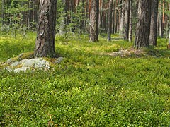 Küpsed mustikad männimetsas