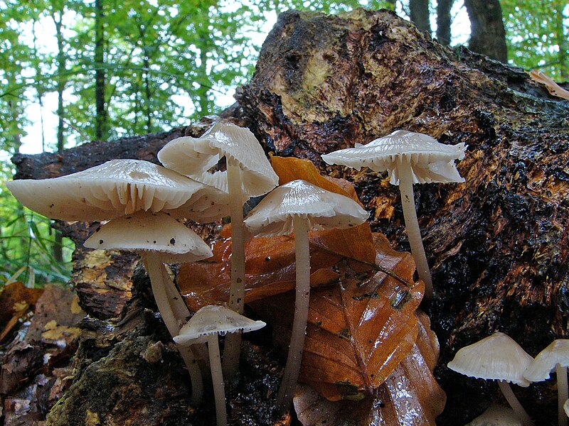 File:Mycena spec1 (1).jpg