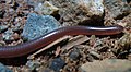 Myriopholis type species; Long-tailed thread snake (M. longicauda)