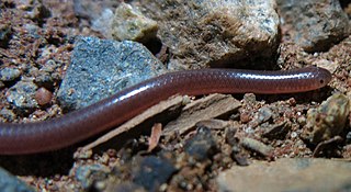 <span class="mw-page-title-main">Long-tailed threadsnake</span> Species of snake