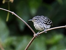 Myrmotherula surinamensis - Guianan Streaked-Antwren (cropped).jpg