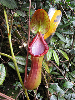 <i>Nepenthes × trusmadiensis</i>
