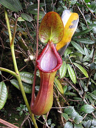 <i>Nepenthes <span style="font-style:normal;">×</span> trusmadiensis</i> Species of carnivorous plant