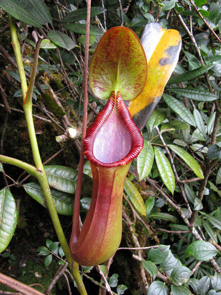 Nepenthes × trusmadiensis