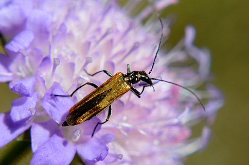 NSG Tagebau Haverlahwiese - Gemeiner Scheinbockkäfer (Oedemera femorata) (3)