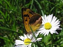 NZ Glade copper butterfly, female 02.JPG