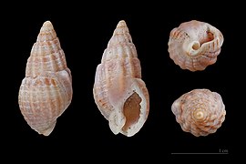 Nassarius reticulatus (Netted dog whelk), shell