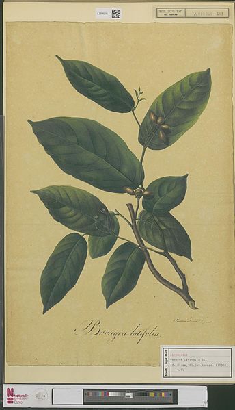 File:Naturalis Biodiversity Center - L.2096216 - Sixtus, Ernst Philipp - Bocagea latifolia Blume - Artwork.jpeg