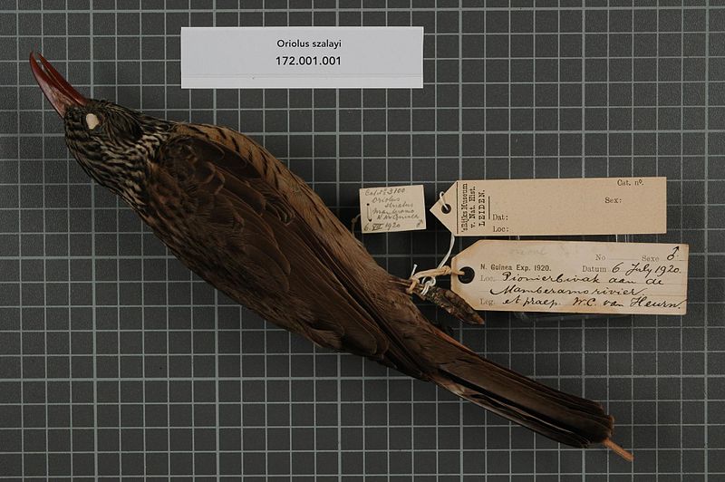 File:Naturalis Biodiversity Center - RMNH.AVES.141153 1 - Oriolus szalayi (Madarasz, 1900) - Oriolidae - bird skin specimen.jpeg