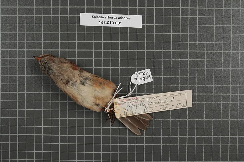 File:Naturalis Biodiversity Center - RMNH.AVES.149703 1 - Preszella arborea arborea (Wilson, 1810) - Emberizidae - bird skin specimen.jpeg