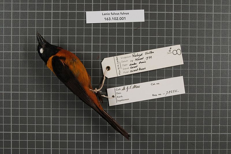 File:Naturalis Biodiversity Center - RMNH.AVES.72554 1 - Lanio fulvus fulvus (Boddaert, 1783) - Emberizidae - bird skin specimen.jpeg