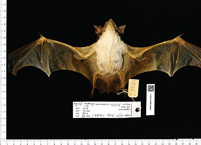 Naturalis Biodiversity Center - RMNH.MAM.32650.b reg - Saccolaimus saccolaimus - skin.jpeg