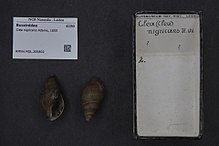 Naturalis Biyoçeşitlilik Merkezi - RMNH.MOL.200802 - Clea nigricans Adams, 1855 - Buccinidae - Mollusc shell.jpeg