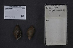 Naturalis Biodiversity Center - RMNH.MOL.200802 - Clea nigricans Adams, 1855 - Buccinidae - Mollusc shell.jpeg