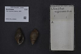 Clea nigricans