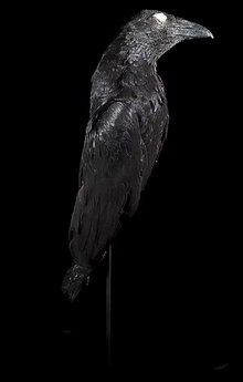 Fichier: Naturalis - ZMA.AVES.42822 - de Corvus rhipidurus Roselaar 1993 - corvidés - peau oiseau specimen.webm