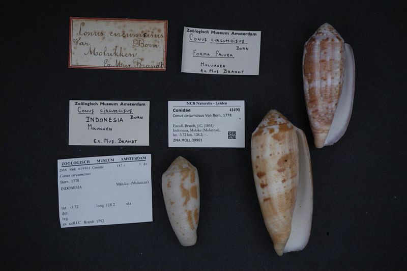 File:Naturalis Biodiversity Center - ZMA.MOLL.39901 - Conus circumcisus Von Born, 1778 - Conidae - Mollusc shell.jpeg