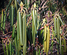 A cold-hardy species, R. maximum responds to subfreezing temperatures by curling, folding down, and clamping shut its foliage. This action helps protect the shrub from the desiccating effects of cold air. Nature's Thermometers.jpg