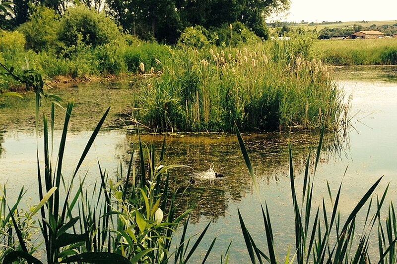 File:Naturschutzgebiet Reinheimer Teich 06.jpg