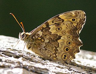 <i>Neope goschkevitschii</i> Species of butterfly