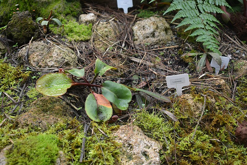 File:Nepenthes clipeata sympatric with N. albomarginata.jpg