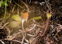 A young plant from Mesilau, Mount Kinabalu Nepenthes fusca.PNG