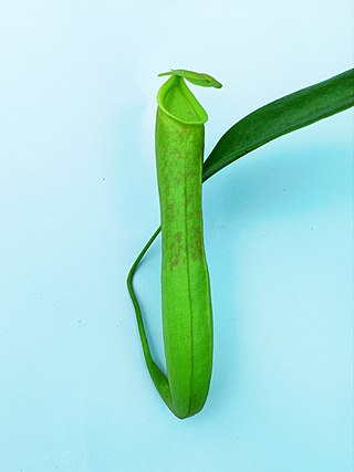 <i>Nepenthes krabiensis</i> Species of pitcher plant from Southeast Asia