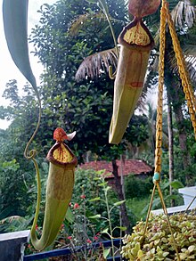 Nepenthes cultivated in a garden at Kottayam, Kerala Nepenthes pitcher vijayanrajapuram 03.jpg