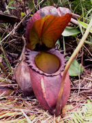 Nepenthes rajah.png