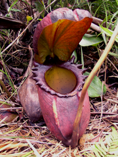 Large lower pitcher of Nepenthes rajah.