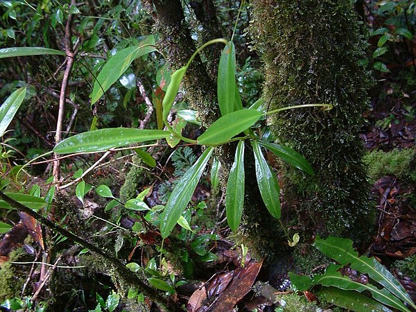 A young climbing plant in mossy forest at around 1600 m