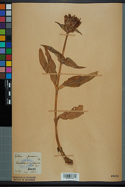 File:Neuchâtel Herbarium - Gentiana pannonica - NEU000041067.jpg