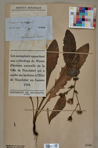 File:Neuchâtel Herbarium - Hieracium amplexicaule - NEU000014712.jpg