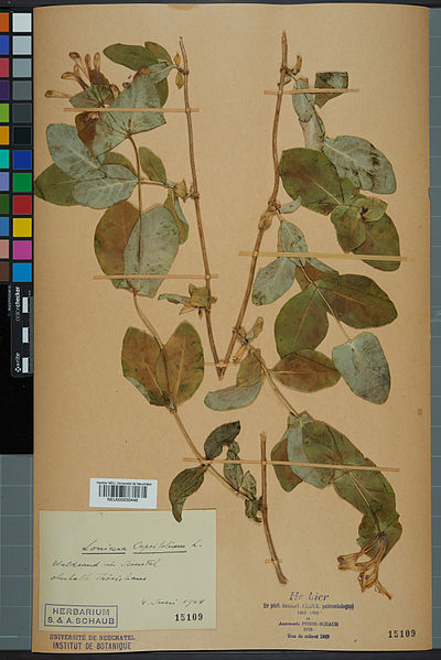 File:Neuchâtel Herbarium - Lonicera caprifolium - NEU000030446.jpg