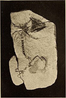 Neues Jahrbuch für Mineralogie, Geologie and Paläontologie (1912) (14793017033).jpg