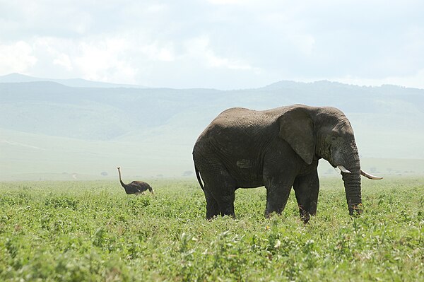 The African bush elephant (foreground), Earth's largest extant land mammal, and the Masai ostrich (background), one of Earth's largest extant birds