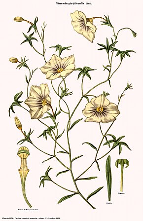 Descrição da imagem Nierembergia filicaulis (Curtis) .jpg.