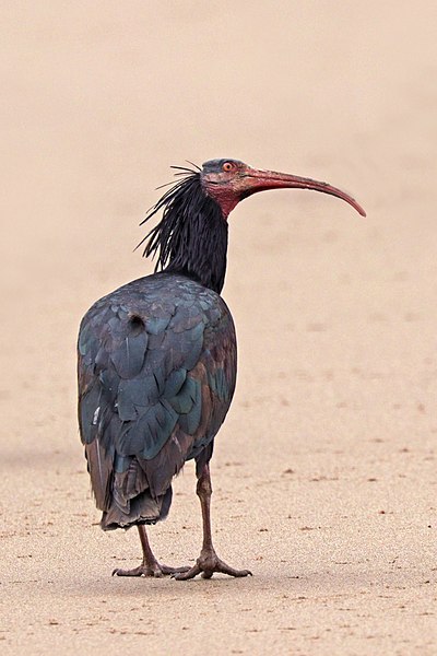 wild in Souss-Massa National Park, Morocco