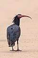 Northern bald ibis (Geronticus eremita).jpg