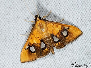 <i>Nosophora semitritalis</i> Species of moth